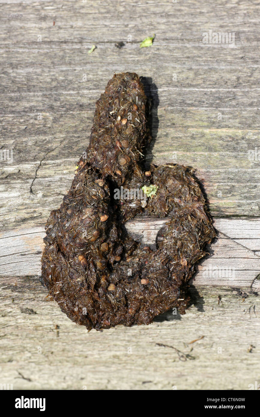 Red Fox Scat Vulpes vulpes Stock Photo