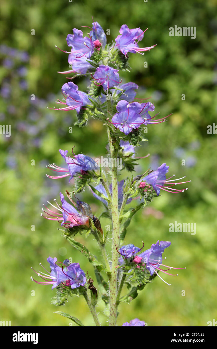 Echium vulgare hires stock photography and images Alamy