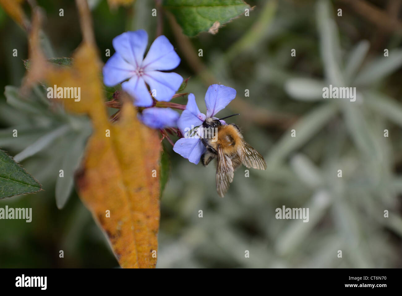 Bee on Ceratostigma plumbaginoides Stock Photo