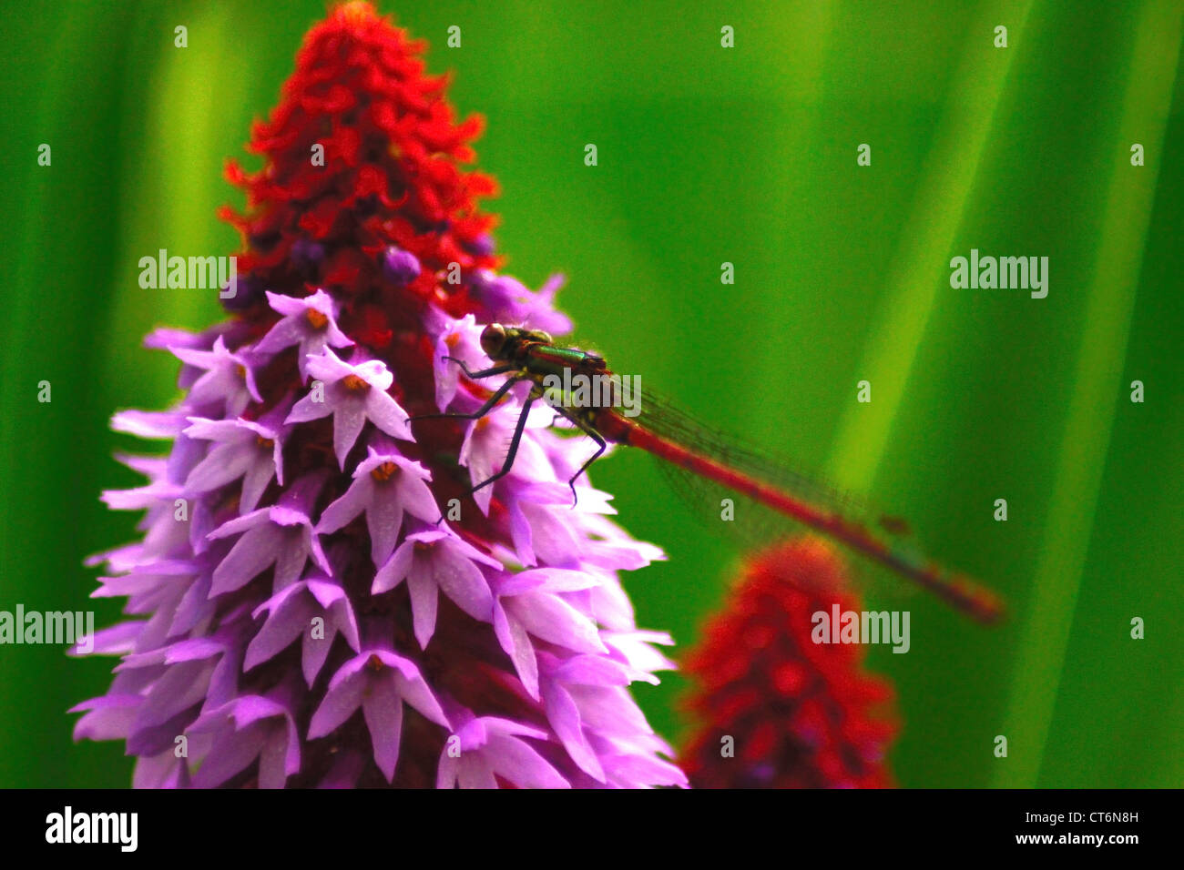 Damsel fly on Primula vialii Stock Photo