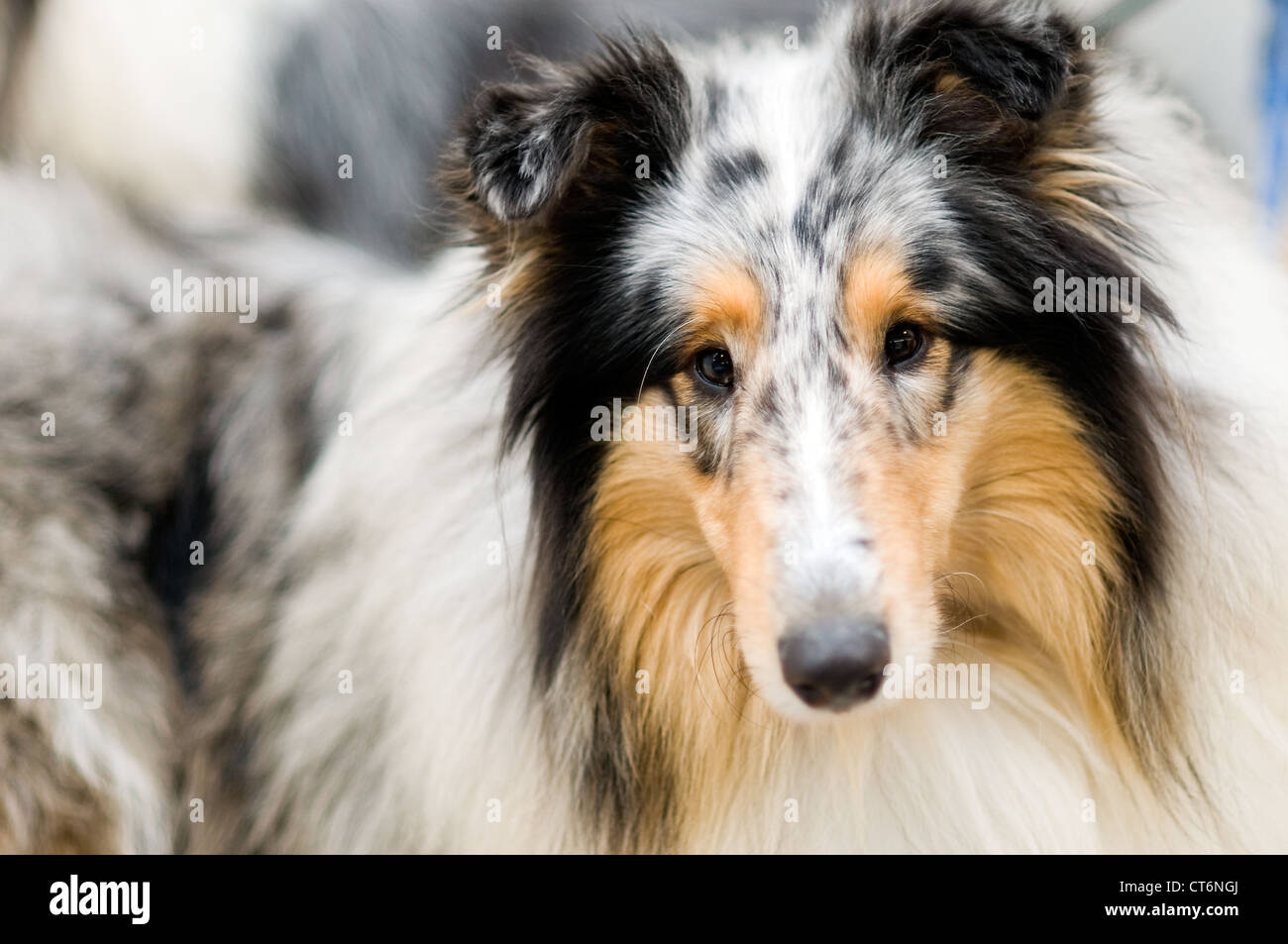 Melbourne dog dogs hires stock photography and images Alamy