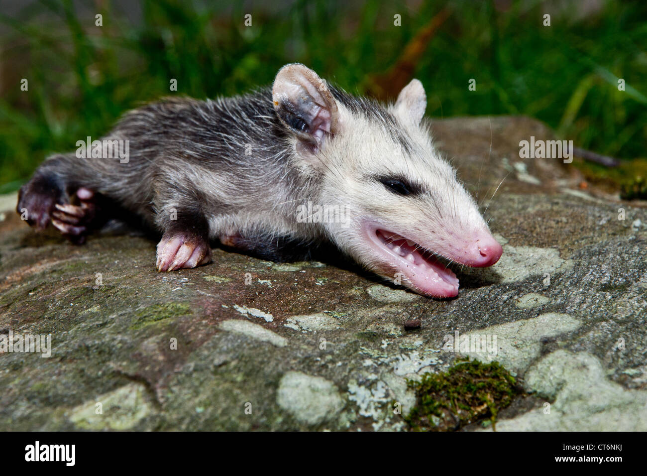 Young Opossum Feigning Death Stock Photo