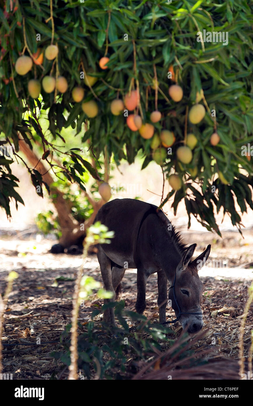 A donkey stands under a mango tree, Brazil Stock Photo Alamy