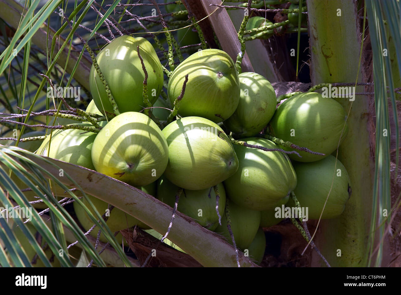 Coconuts in Brazil Stock Photo Alamy