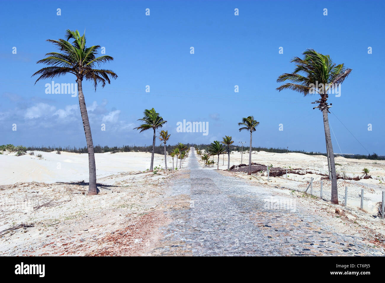 Palm avenue in Brazil Stock Photo Alamy