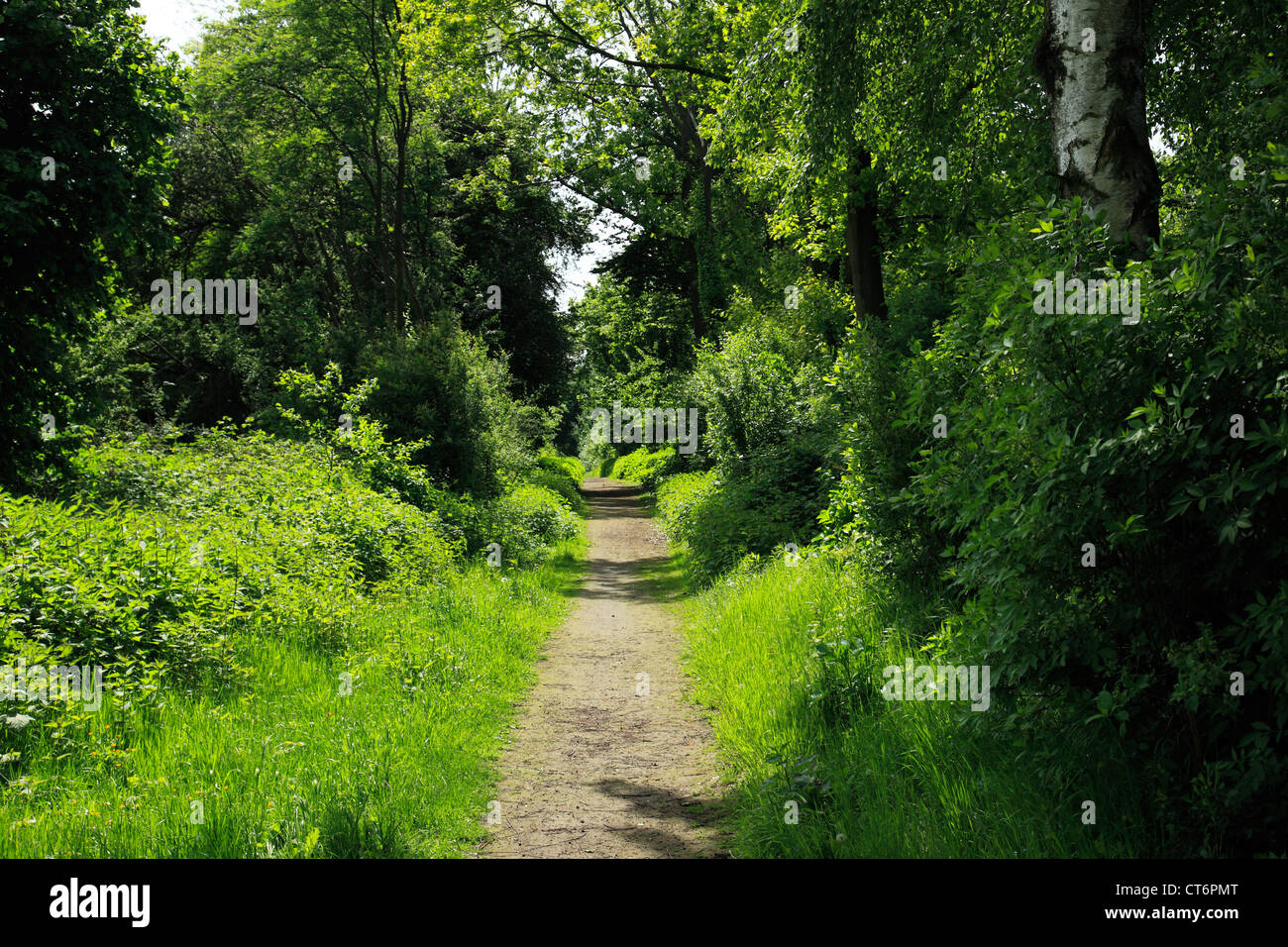 Waldweg im Naturschutzgebiet Hallerey in Dortmund-Huckarde, Ruhrgebiet, Nordrhein-Westfalen Stock Photo