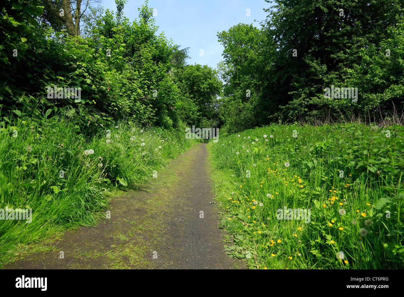Waldweg im Naturschutzgebiet Hallerey in Dortmund-Huckarde, Ruhrgebiet, Nordrhein-Westfalen Stock Photo