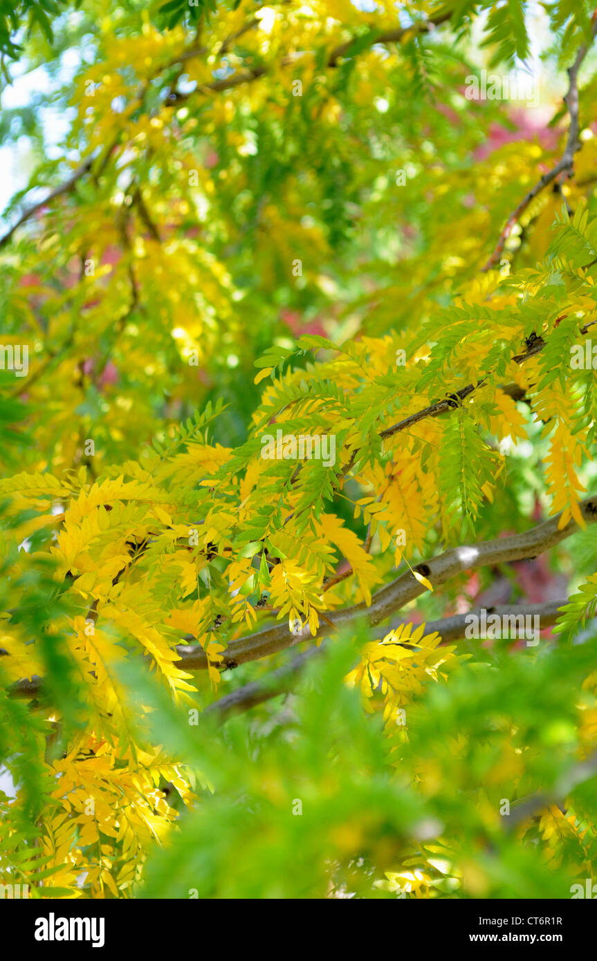 Leaves in summer Stock Photo - Alamy