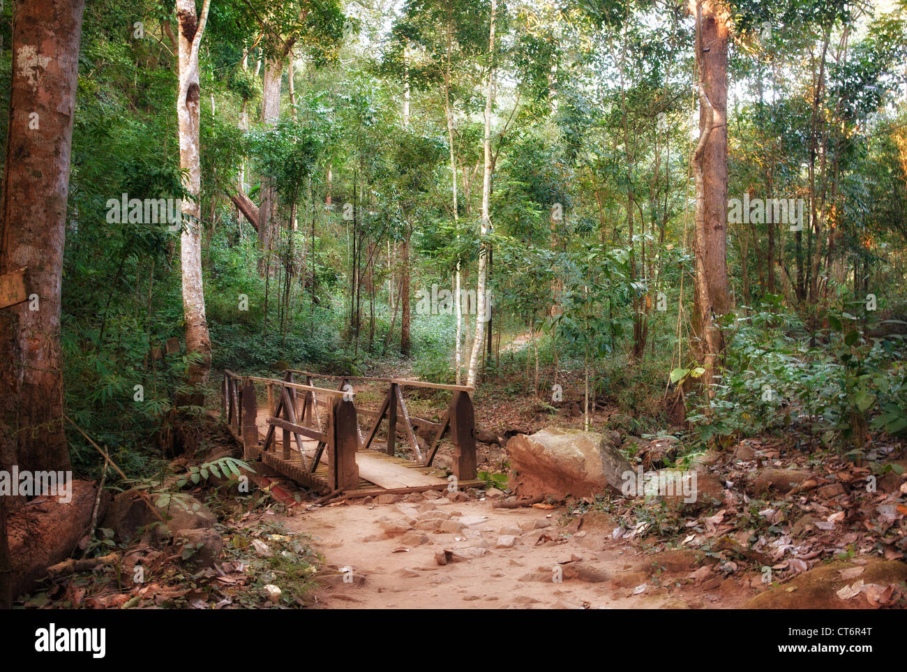 a bridge goes over the creek in the forest Stock Photo - Alamy