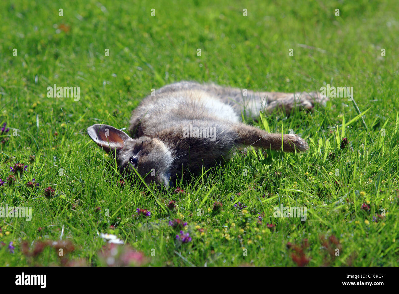 A wild dead rabbit after it had just been shot using an air rifle Stock