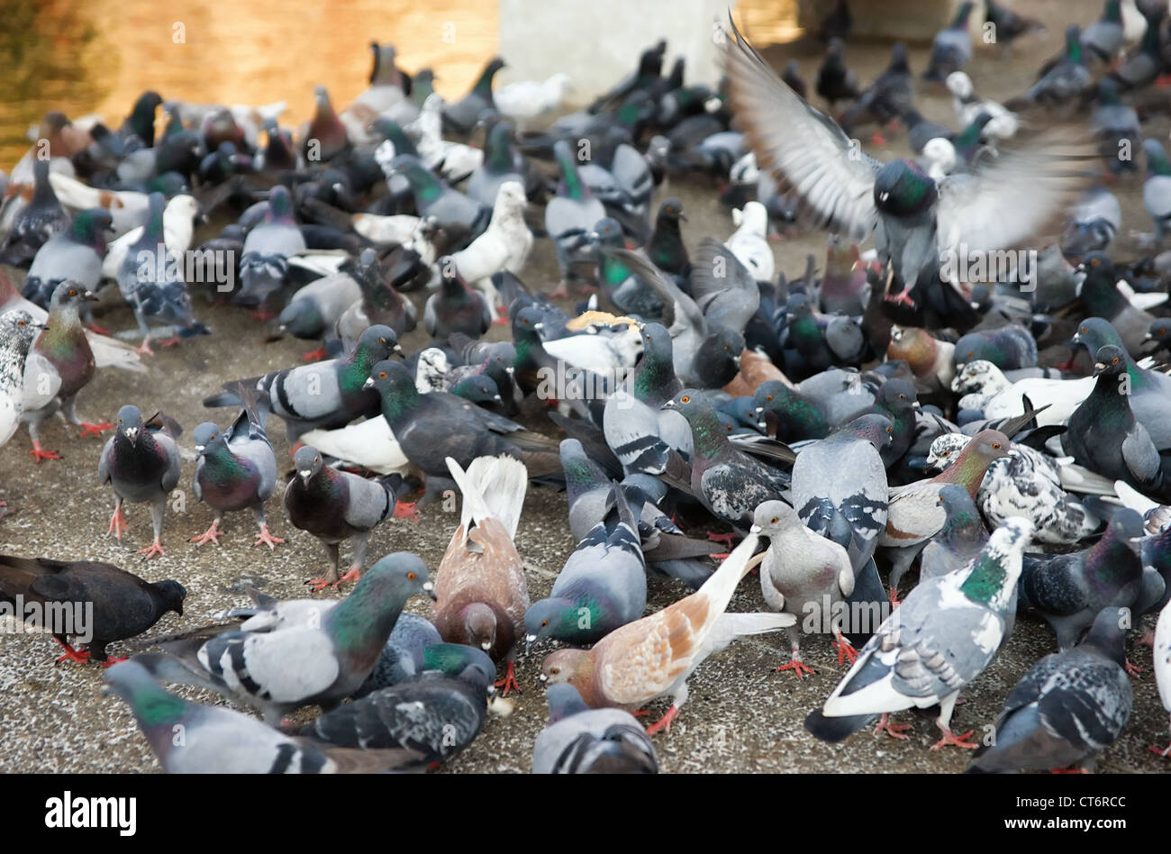 large flock of pigeons feeding on the concrete Stock Photo