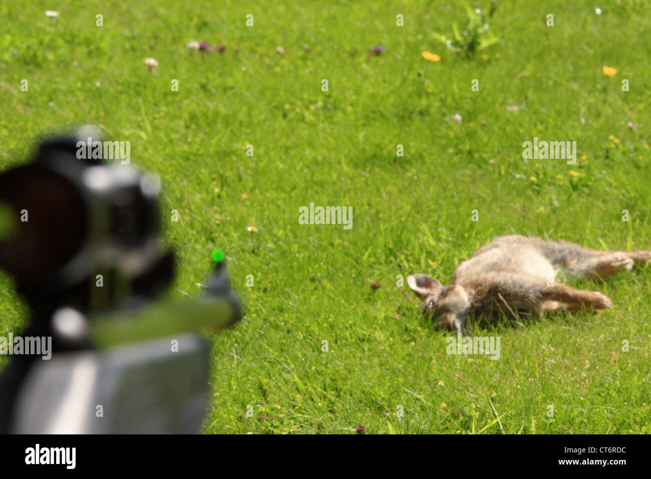 An air rifle aiming at a wild dead rabbit which had just been shot through an open window Stock Photo