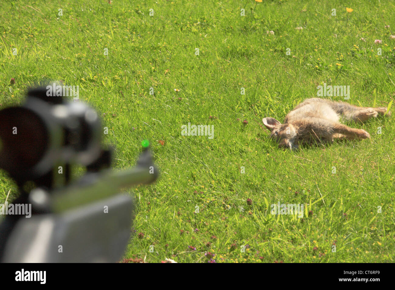 An air rifle aiming at a wild dead rabbit which had just been shot through an open window Stock Photo