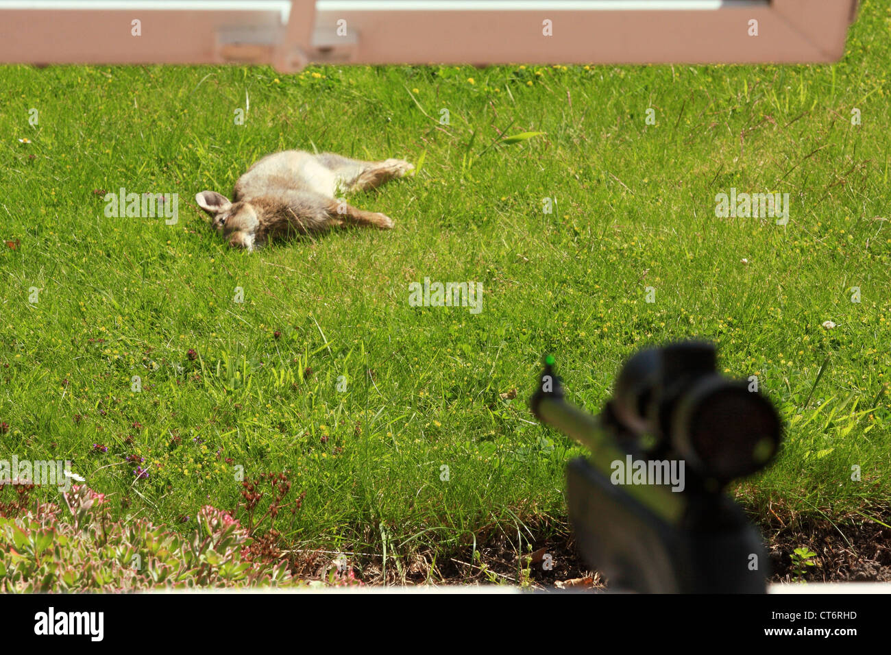 An air rifle aiming at a wild dead rabbit which had just been shot ...