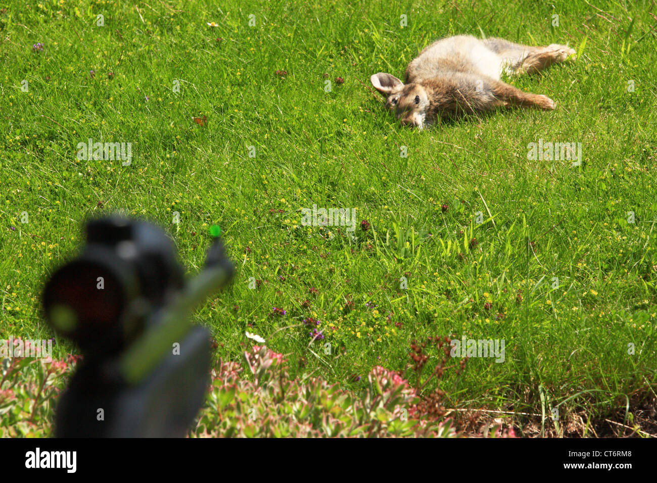 An air rifle aiming at a wild dead rabbit which had just been shot ...