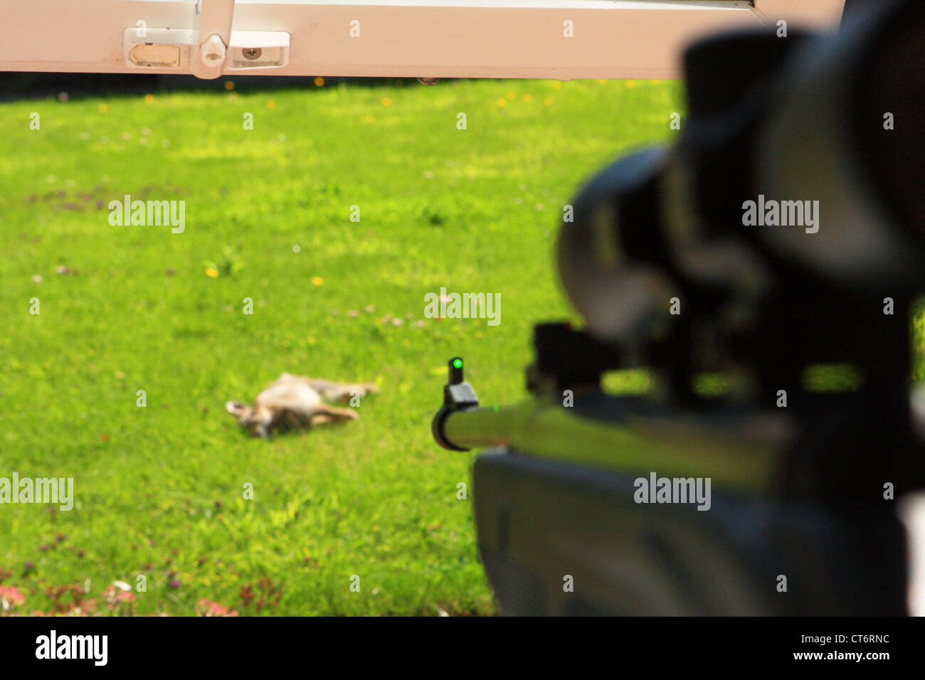 An air rifle aiming at a wild dead rabbit which had just been shot ...