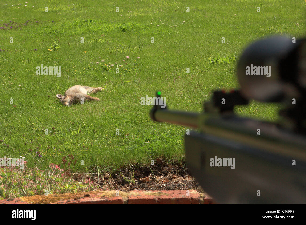 Air gun rabbit hi-res stock photography and images - Alamy