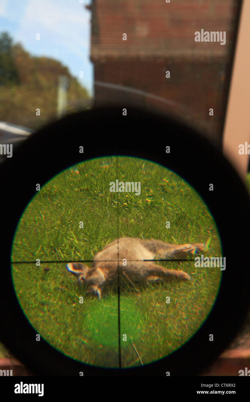 a wild dead rabbit in the sights of an air rifle after having just been ...