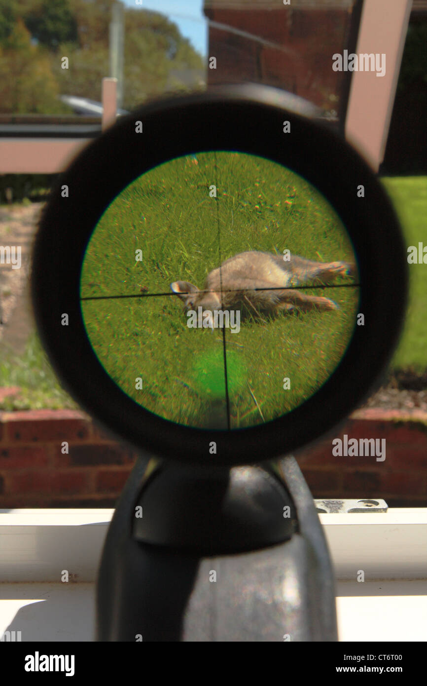 a wild dead rabbit in the sights of an air rifle after having just been ...