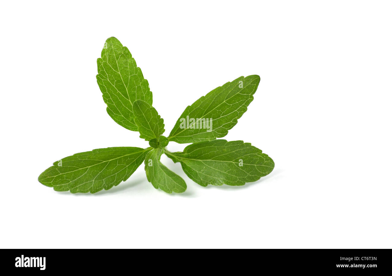 Stevia plant hires stock photography and images Alamy