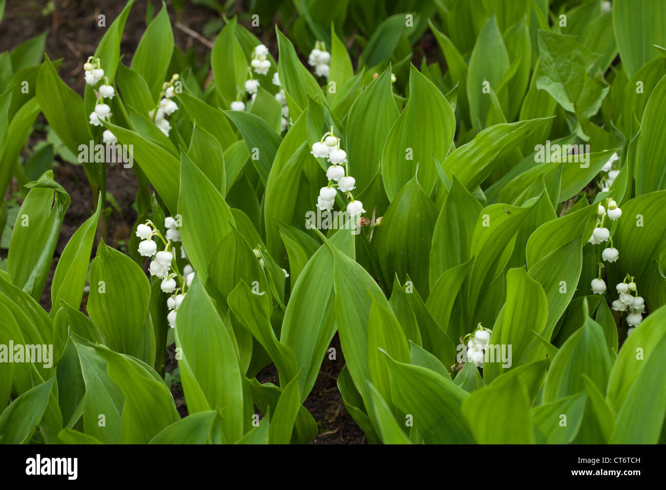 European lily of the valley : Convallaria majalis - Liliaceae (Lily)