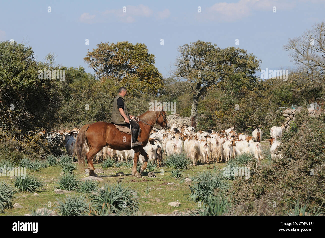 shepherd on horseback with his herd of goats on the Giara of Gesturi, Sardinia, Italy Stock Photo