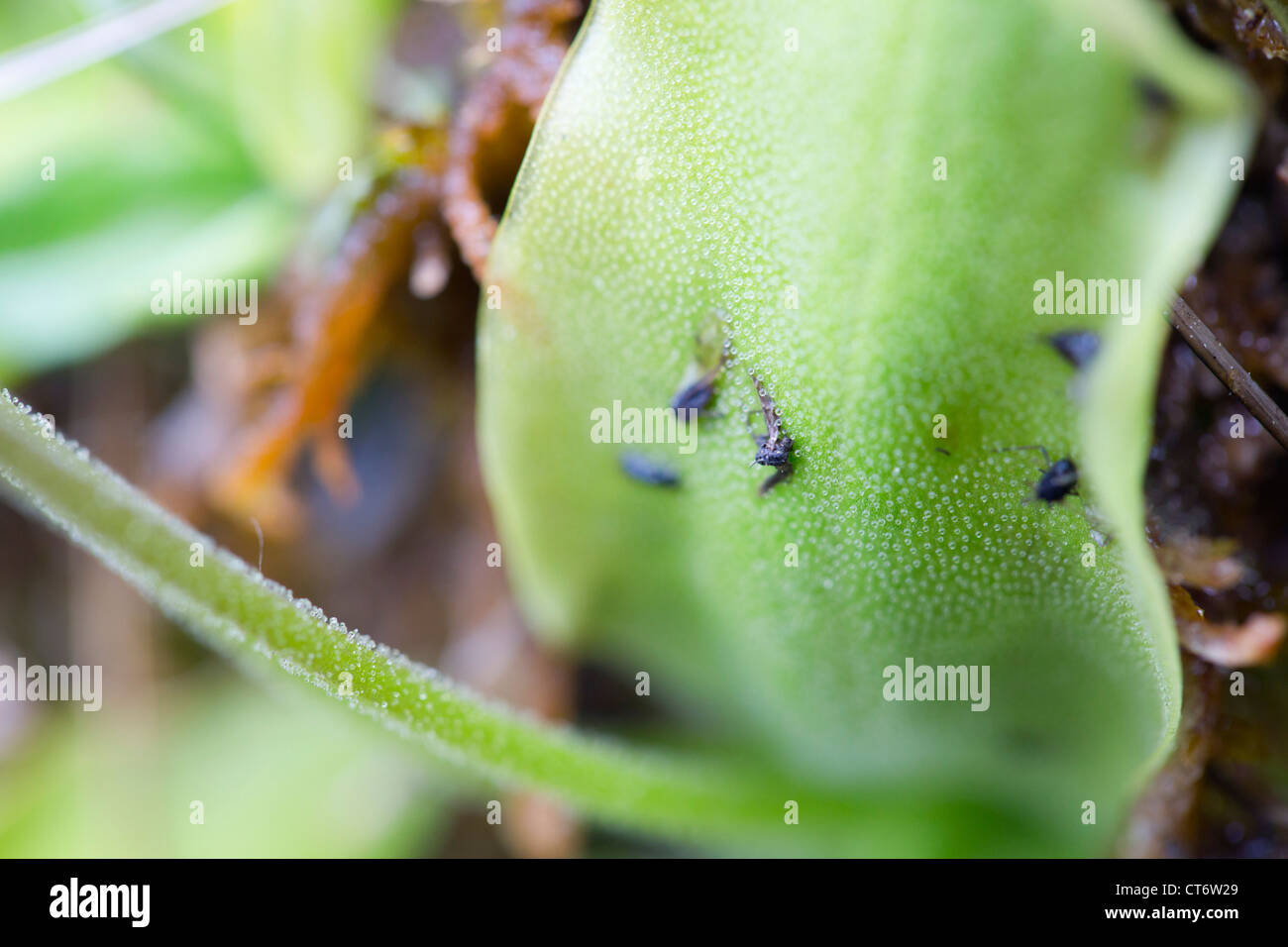Butterwort; Pinguicula; leaf; with insects; Spain Stock Photo