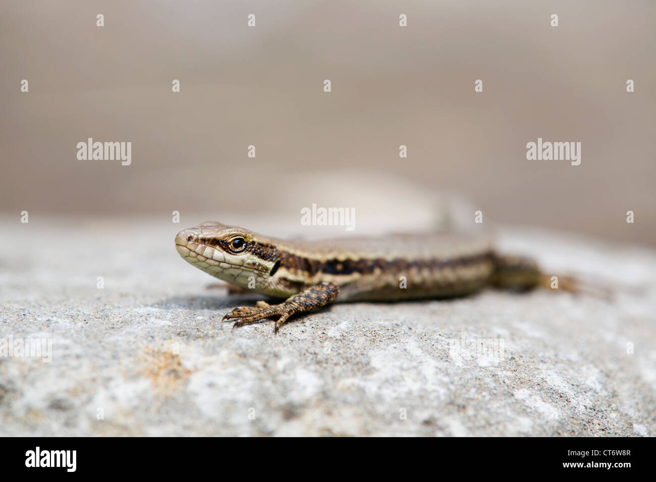 Common Wall Lizard; Podarcis muralis; Spain Stock Photo