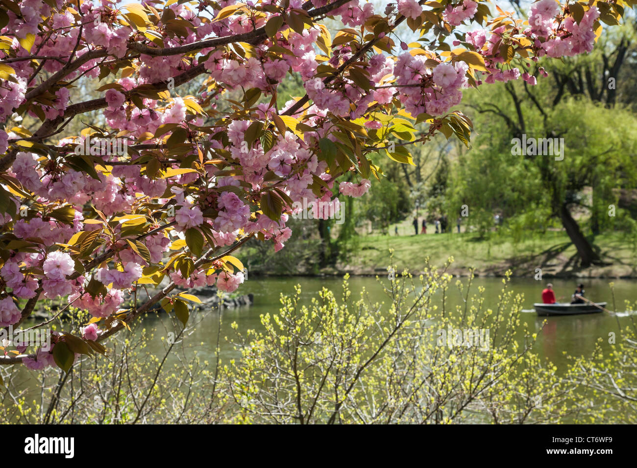 Horizontal pink cherry blossoms hi-res stock photography and images - Alamy