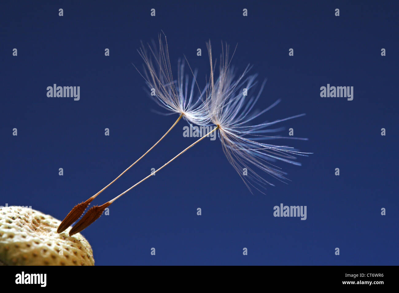 Dandelion seeds (Taraxacum officinale) against a blue background Stock Photo