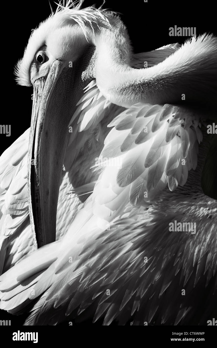 Great White Pelican.  (Pelecanus onocrotalus) St James's Park, London Stock Photo