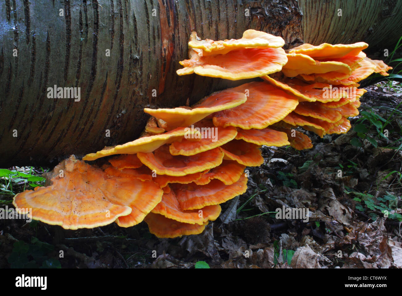 Orange trametes versicolor or turkey tail fungus Stock Photo