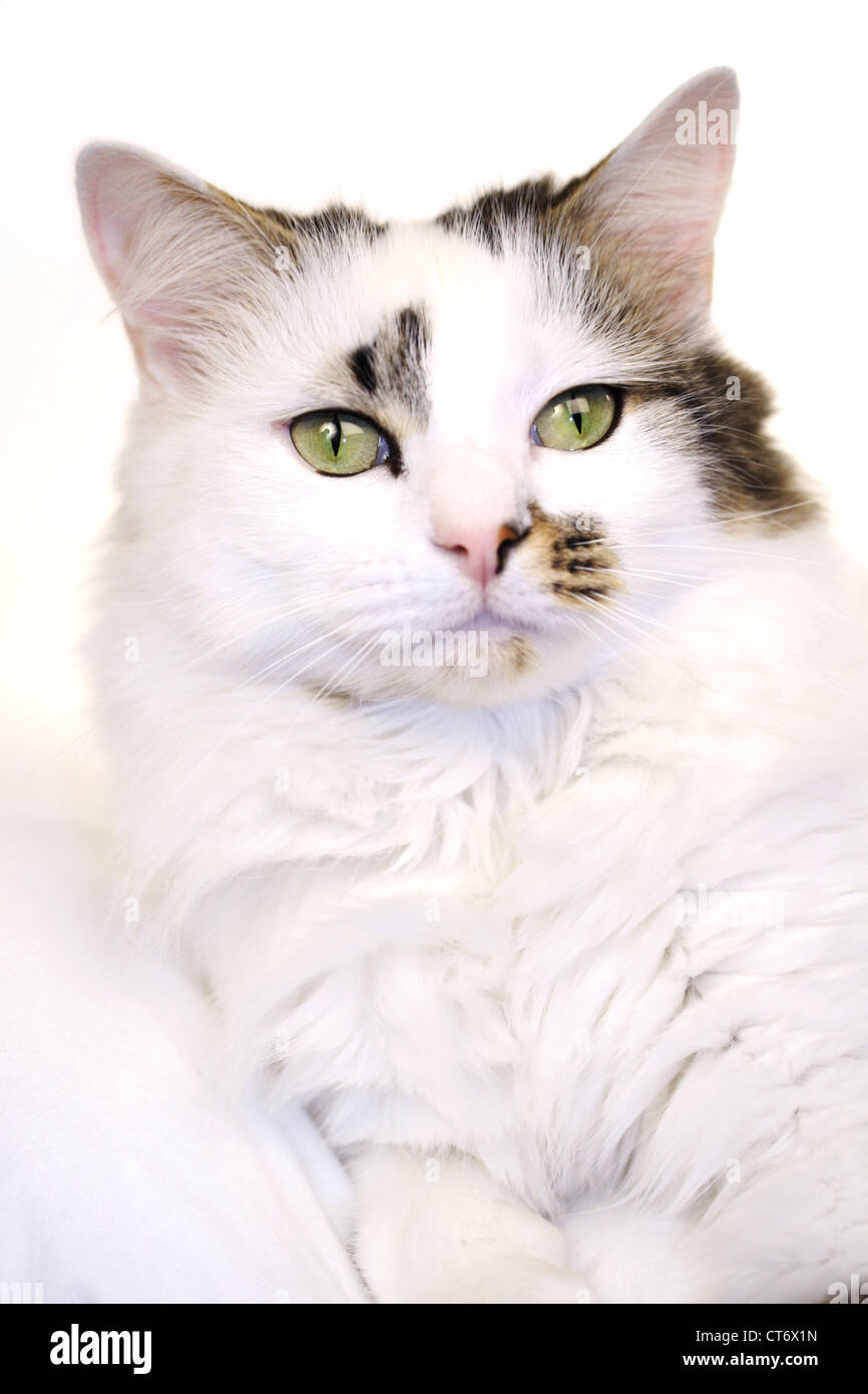 A white domestic cat with tabby markings Stock Photo