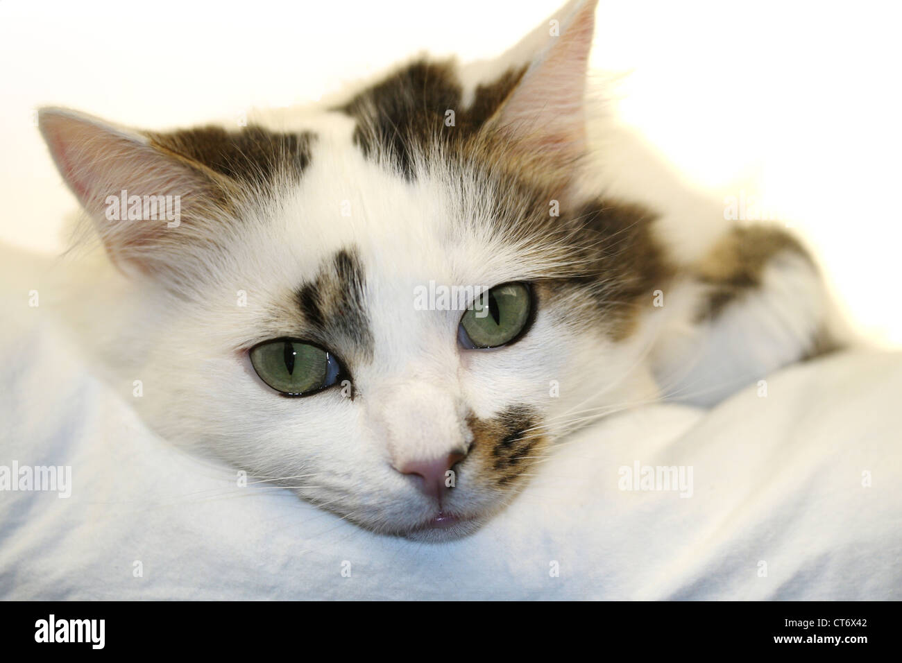 A white domestic cat with tabby markings Stock Photo Alamy