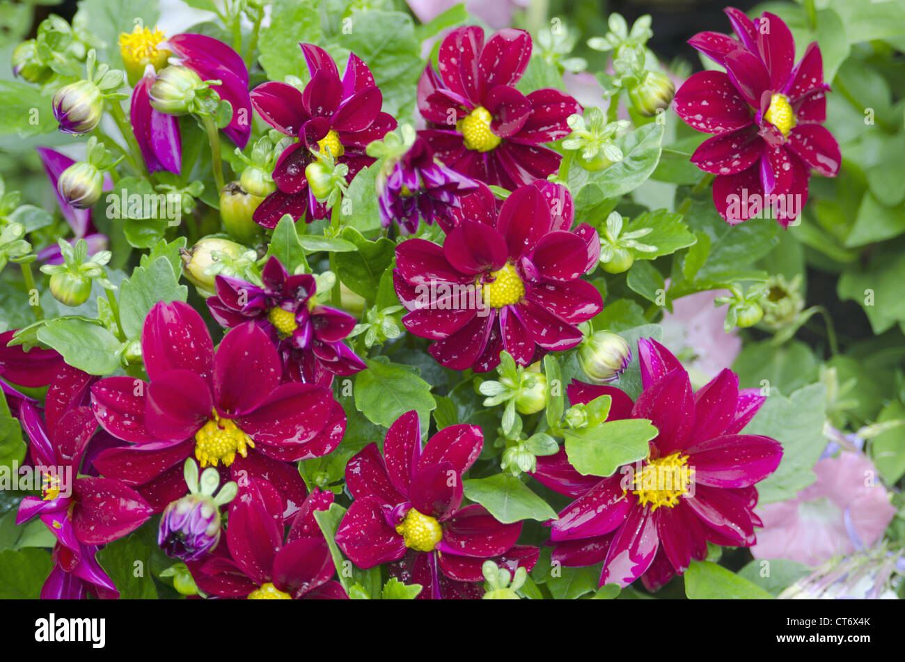 A bunch of flowers, Paris, France Stock Photo Alamy