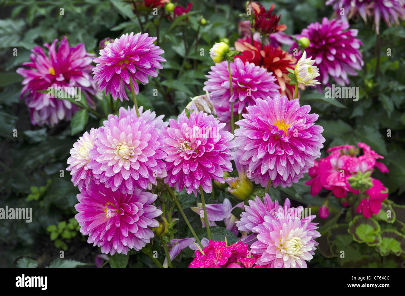 A bunch of colorful Dahlia flowers,  herbaceous perennial plant, Paris, France Stock Photo