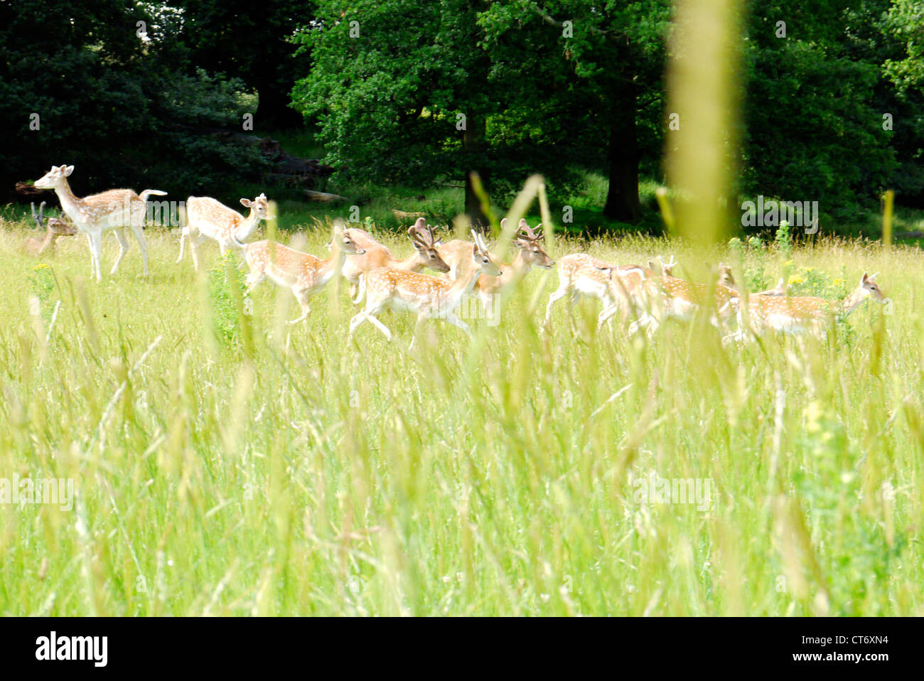 Deer running through long grass.  The focus is on the deer but the grass is deliberately blurred in front. Stock Photo
