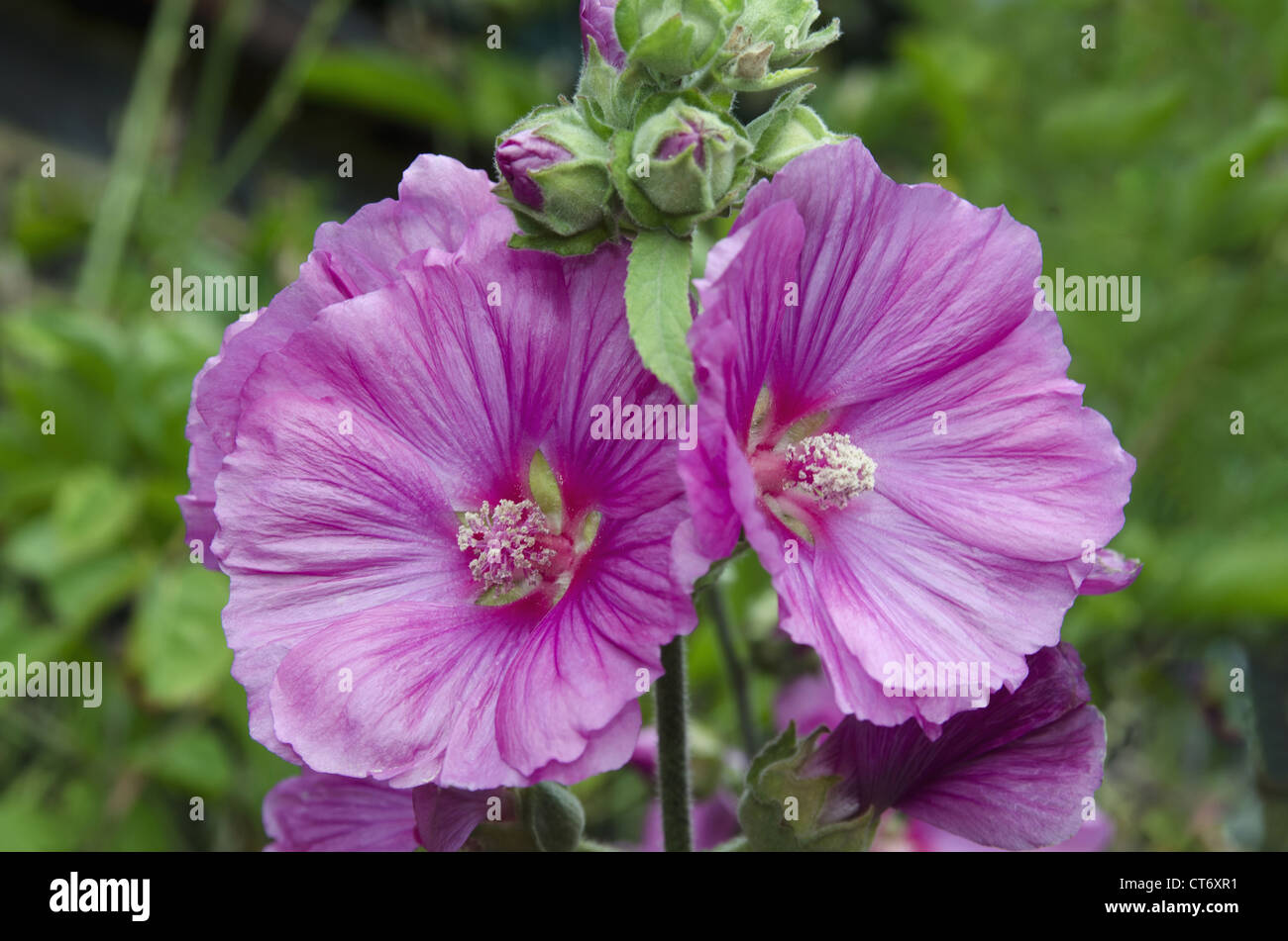 Hollyhock (alcea rosea) family malvaceae, Windsor, England Stock Photo