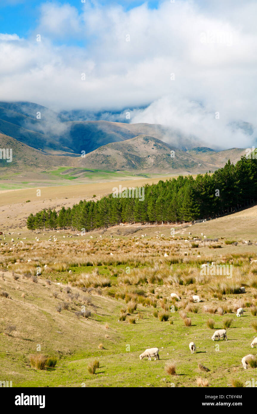 New Zealand South Island scenic landscape Stock Photo - Alamy