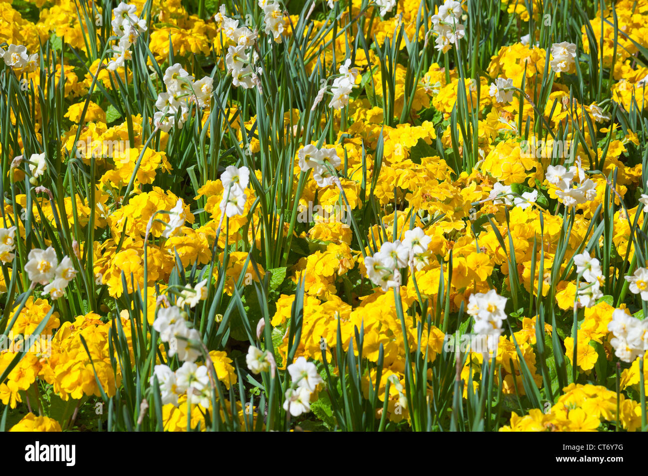Colorful flower bed with yellow primroses and daffodils, UK Stock Photo