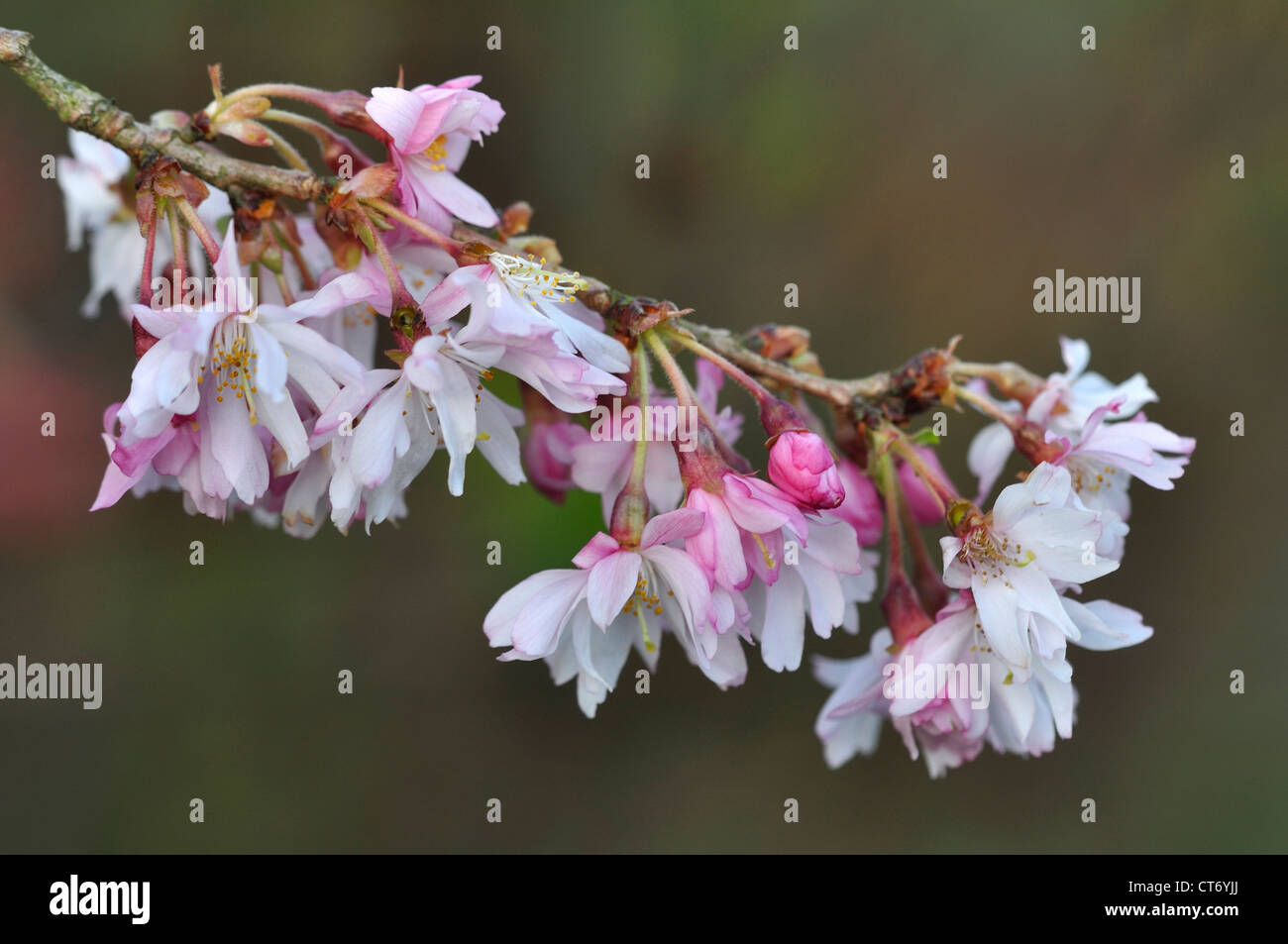 Winter flowering cherry in bloom UK Stock Photo