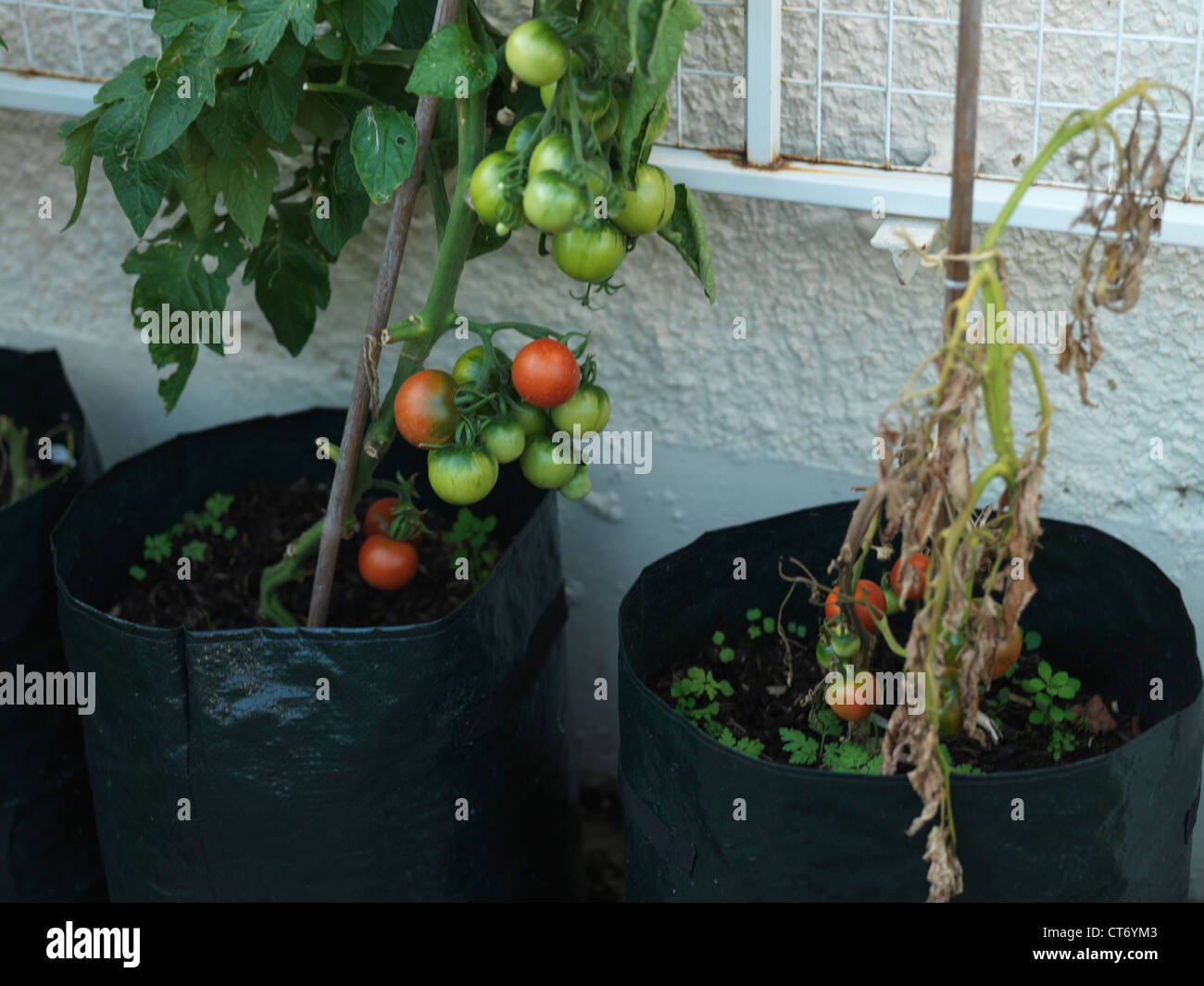 Unhealthy Tomato Plant