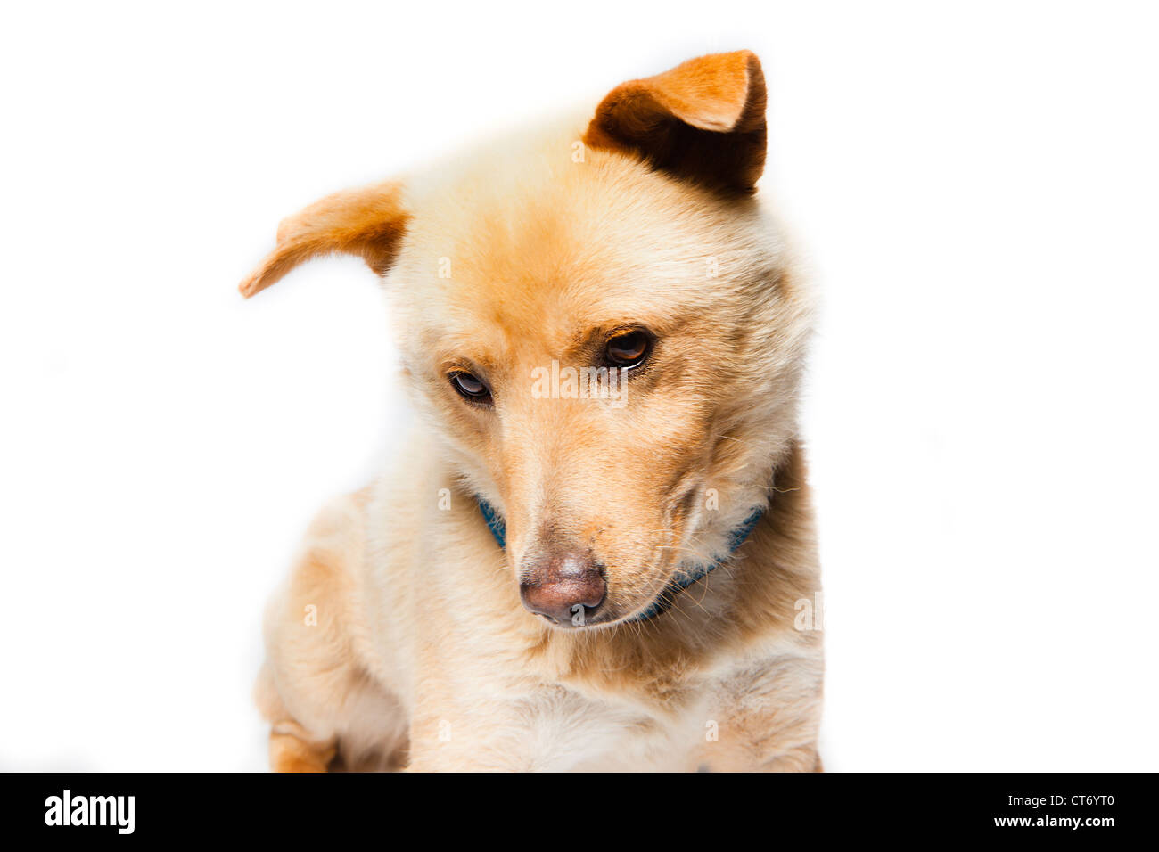 A tan and white Australian Cattle Dog isolated over white Stock Photo