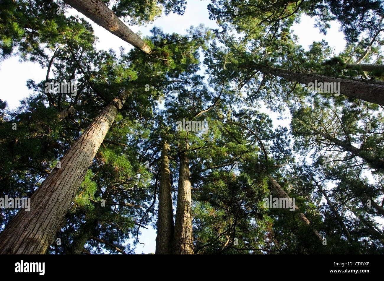 Tall Straight Pine Trees And Green Grass In The Nordic Woods Stock Photo,  Picture and Royalty Free Image. Image 57840407.