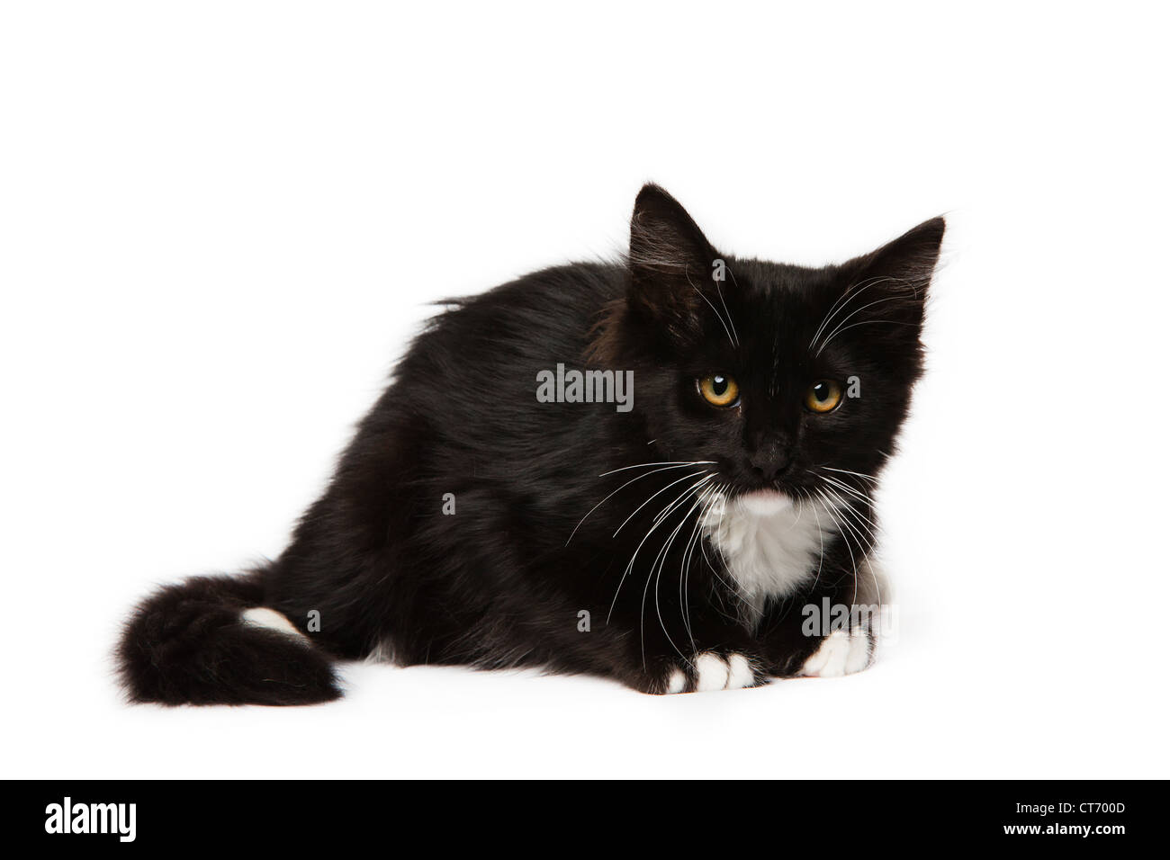 Domestic medium hair hi-res stock photography and images - Alamy