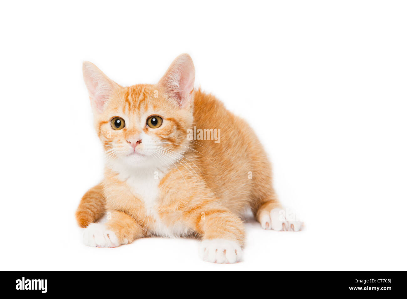 Domestic Short Hair Orange Tabby Kitten Stock Photo - Alamy