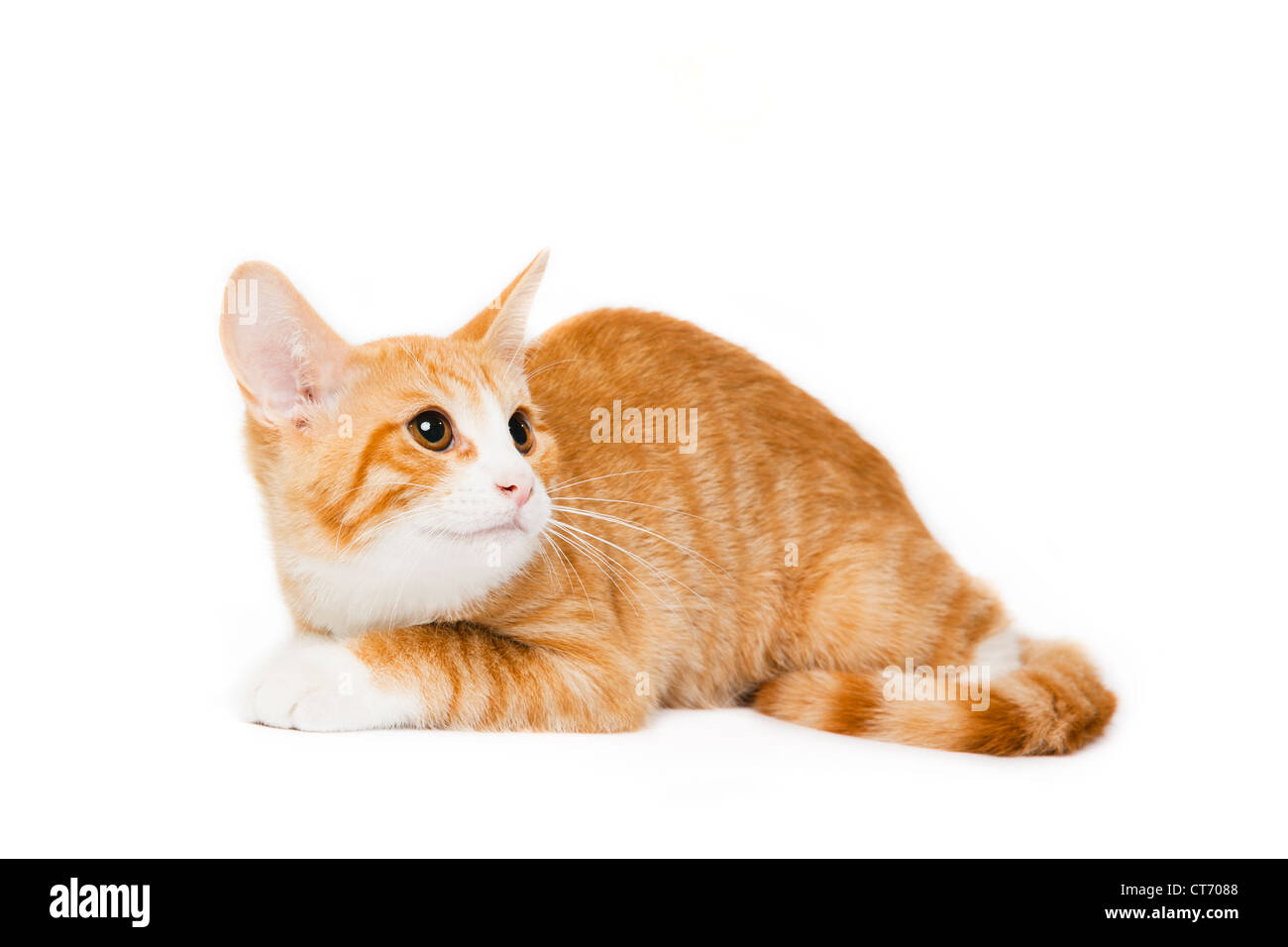 Domestic Short Hair Orange Tabby Kitten Stock Photo Alamy Domestic Short Hair Orange Tabby Kitten Stock Photo Alamy