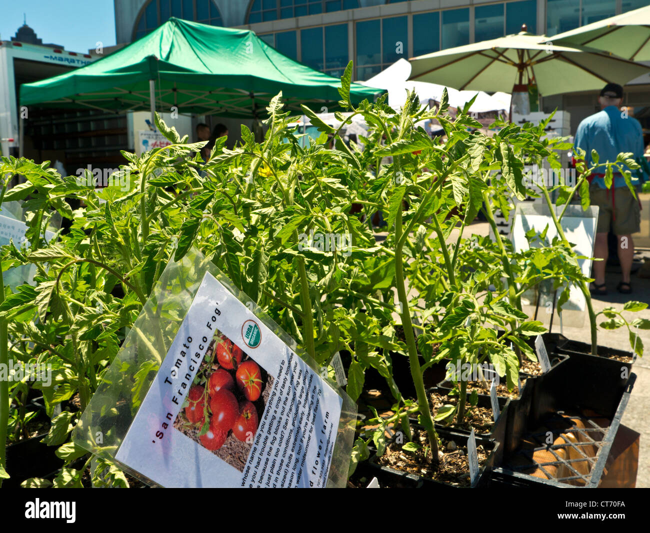 Farmers Market day at The Ferry Building with 'San Francisco Fog' tomato plants Embarcadero San Francisco California USA Stock Photo