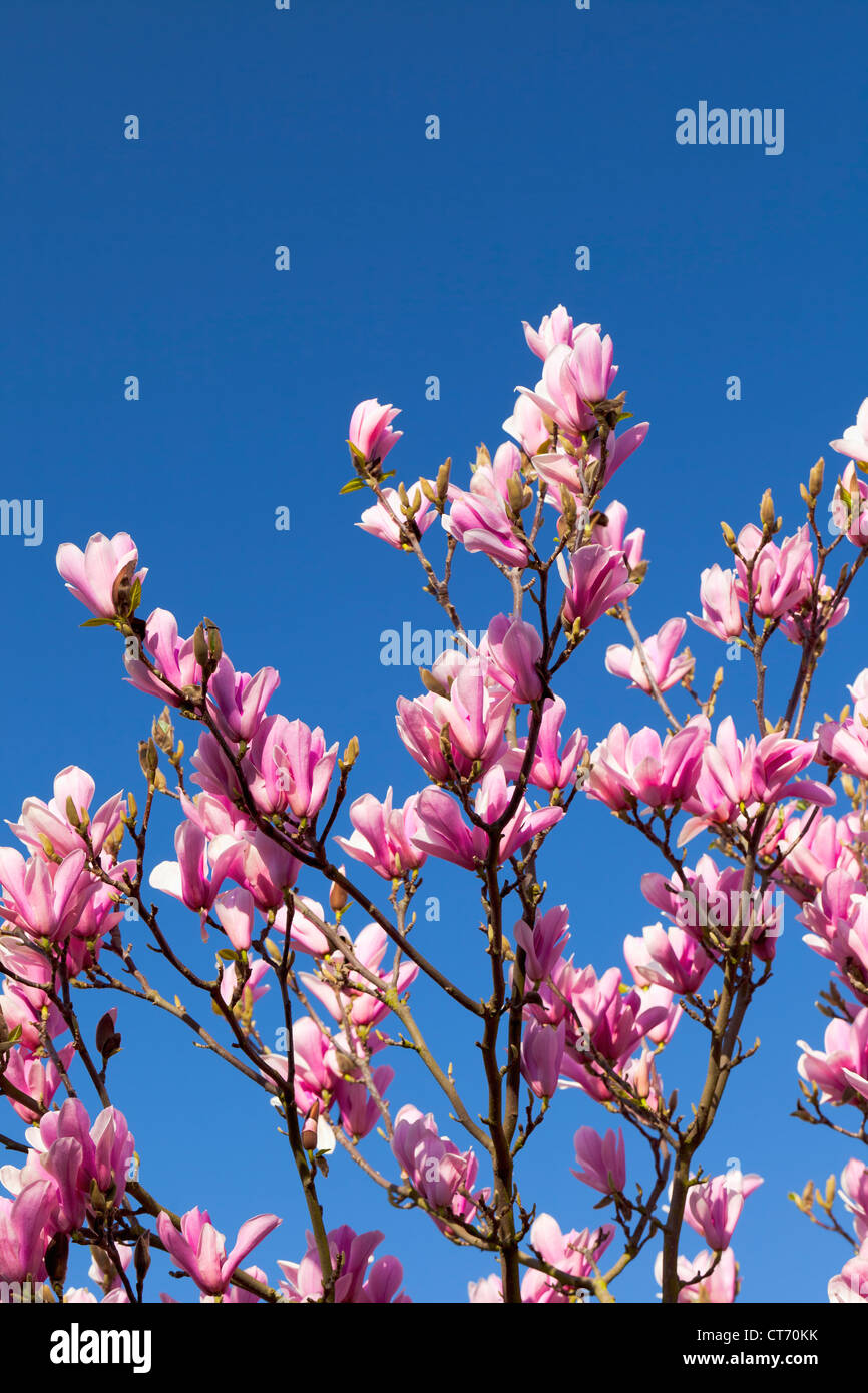 Magnolia tree blossoms, England Stock Photo