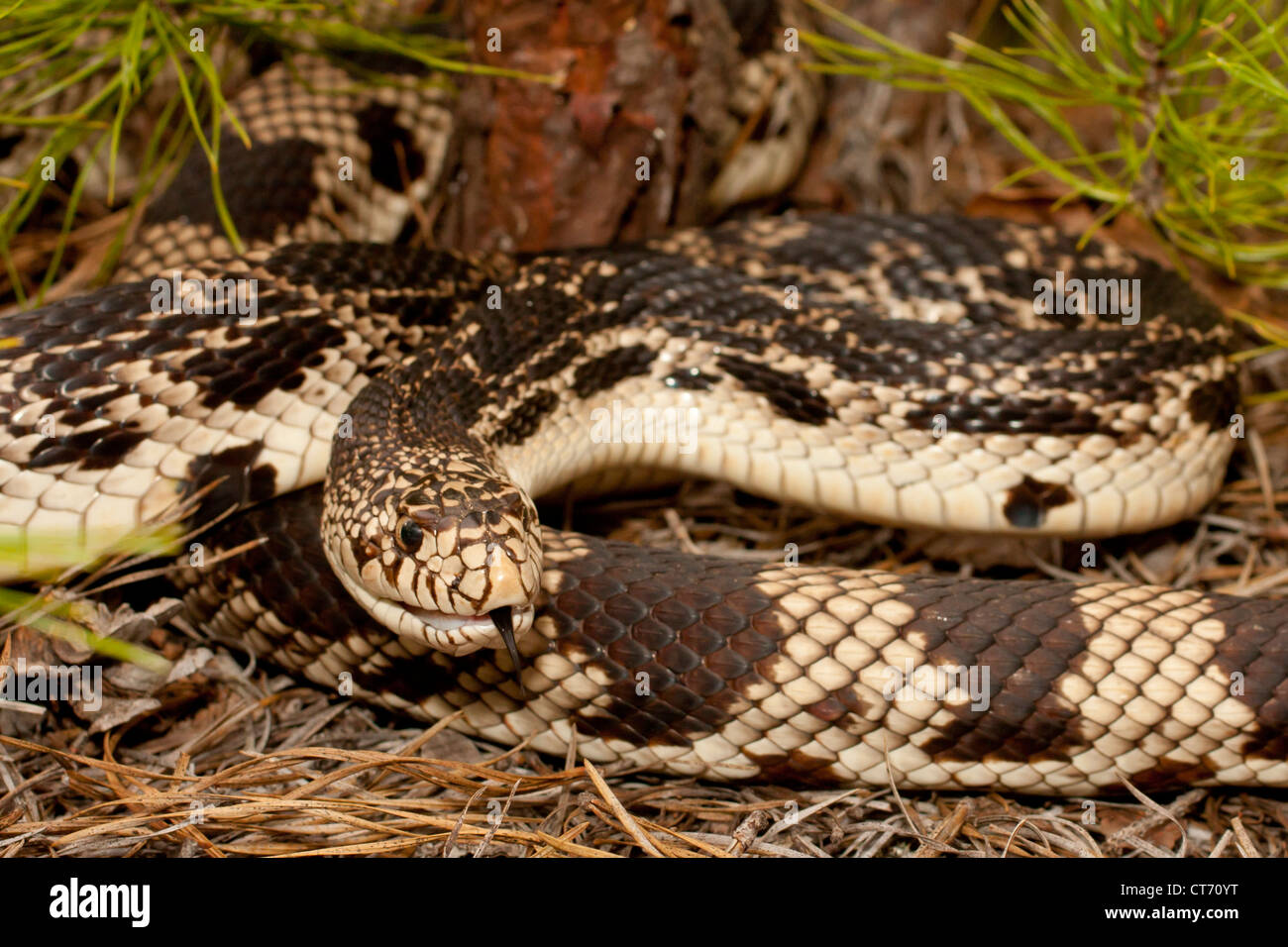 Northern pine snake (Pituophis melanoleucus Stock Photo Alamy
